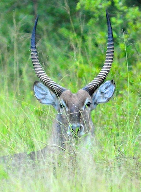 Melanie Heinrich - travel images - Lion Sands Private Game Reserve